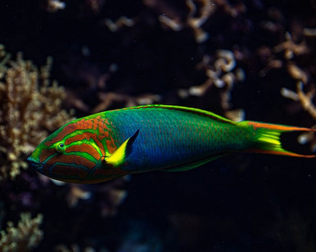 fish