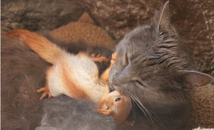 猫