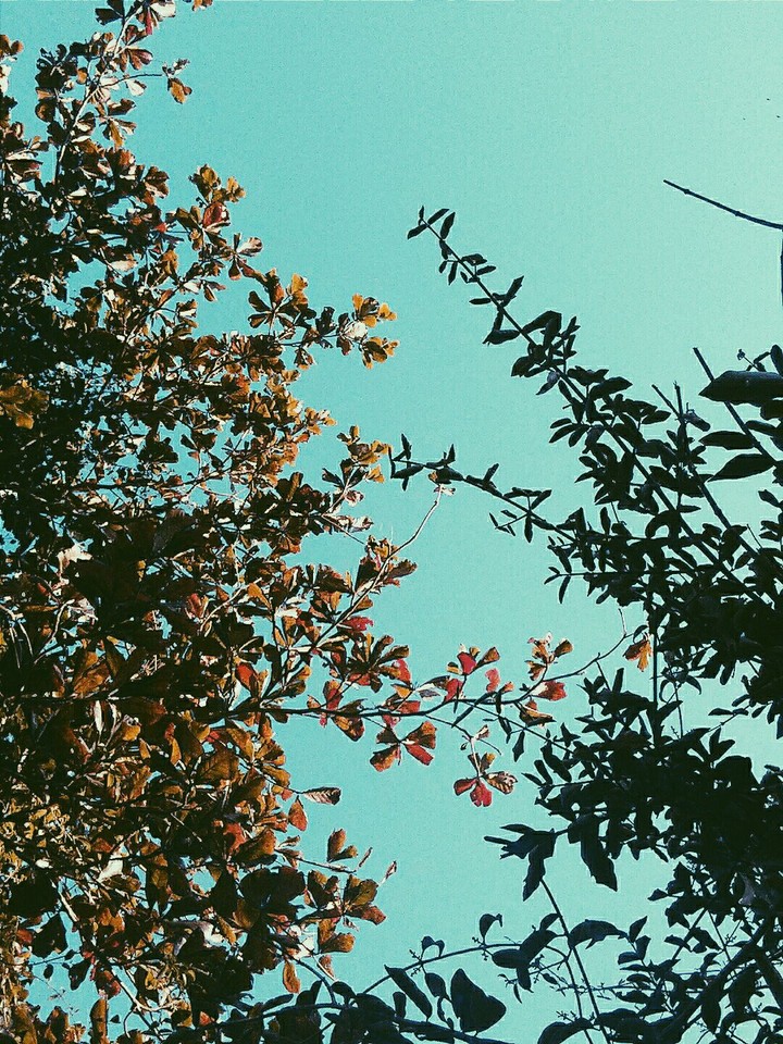 Folhas 