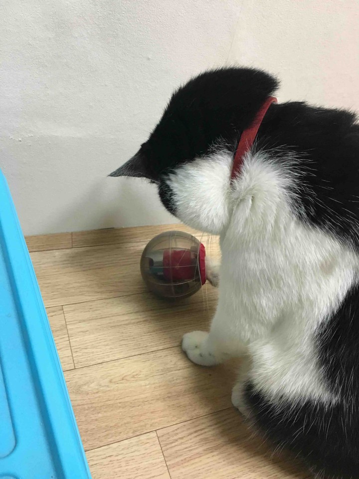ball