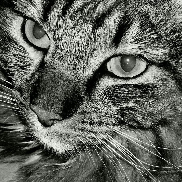 Catty