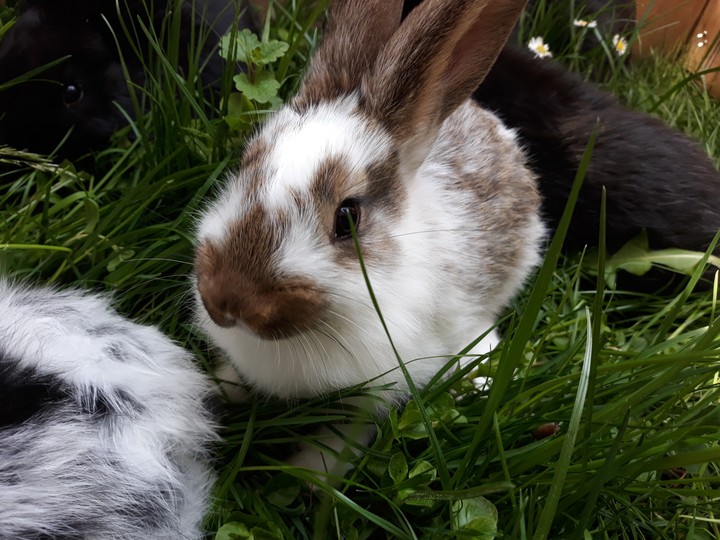 rabbit