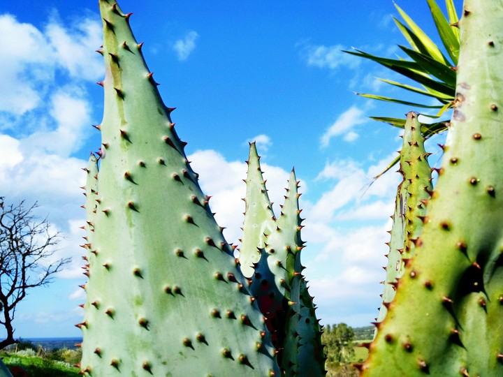 aloe