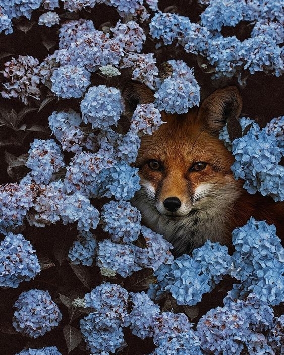 Red Fox in Flowers