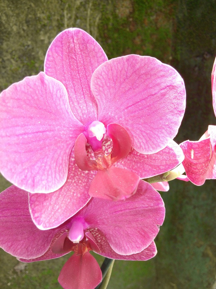 flores