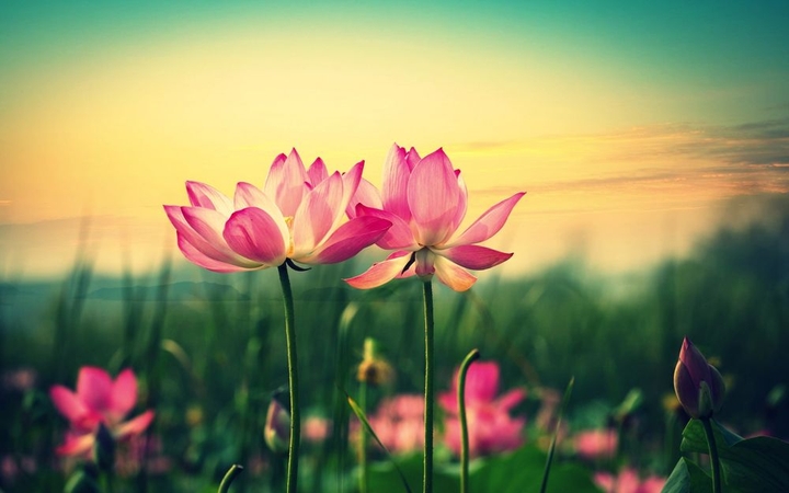 flowers