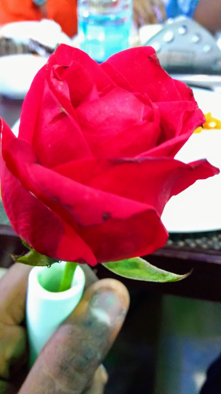 ROSE CHARM