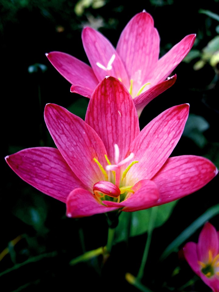 Rain Lily