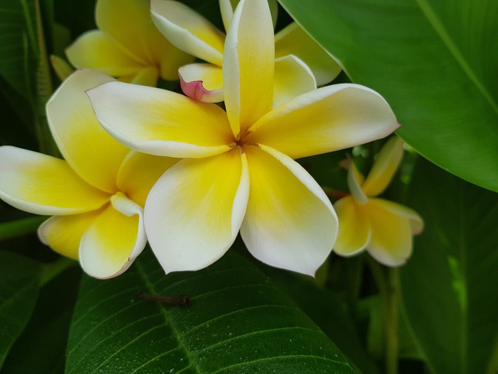 jasmin