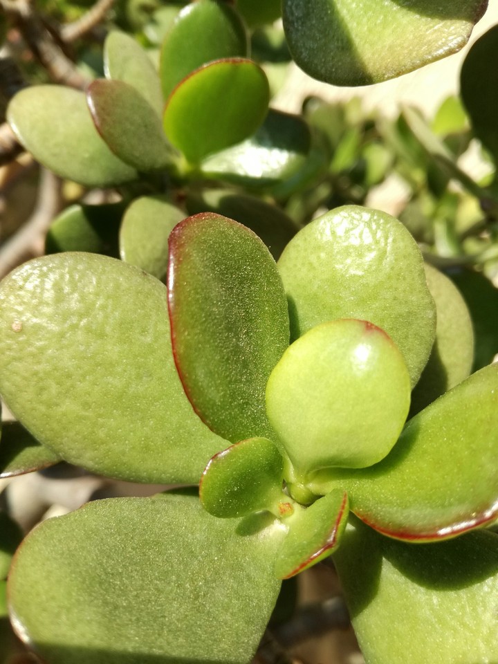 piante