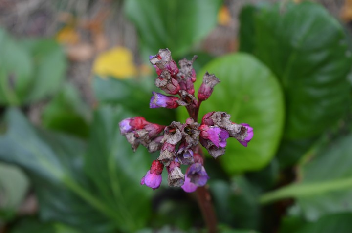 dying beauty