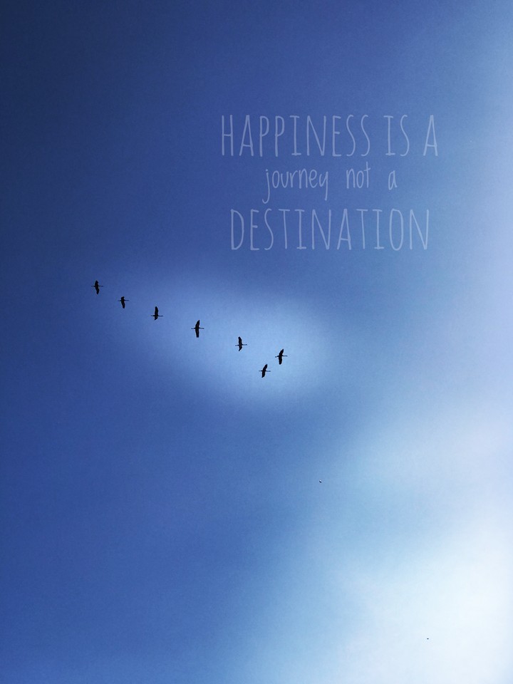 Birds in the sky.