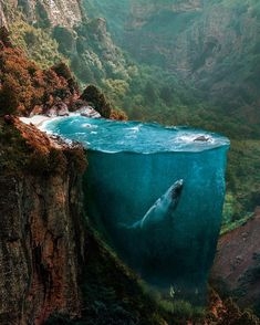 fish in lake⛲