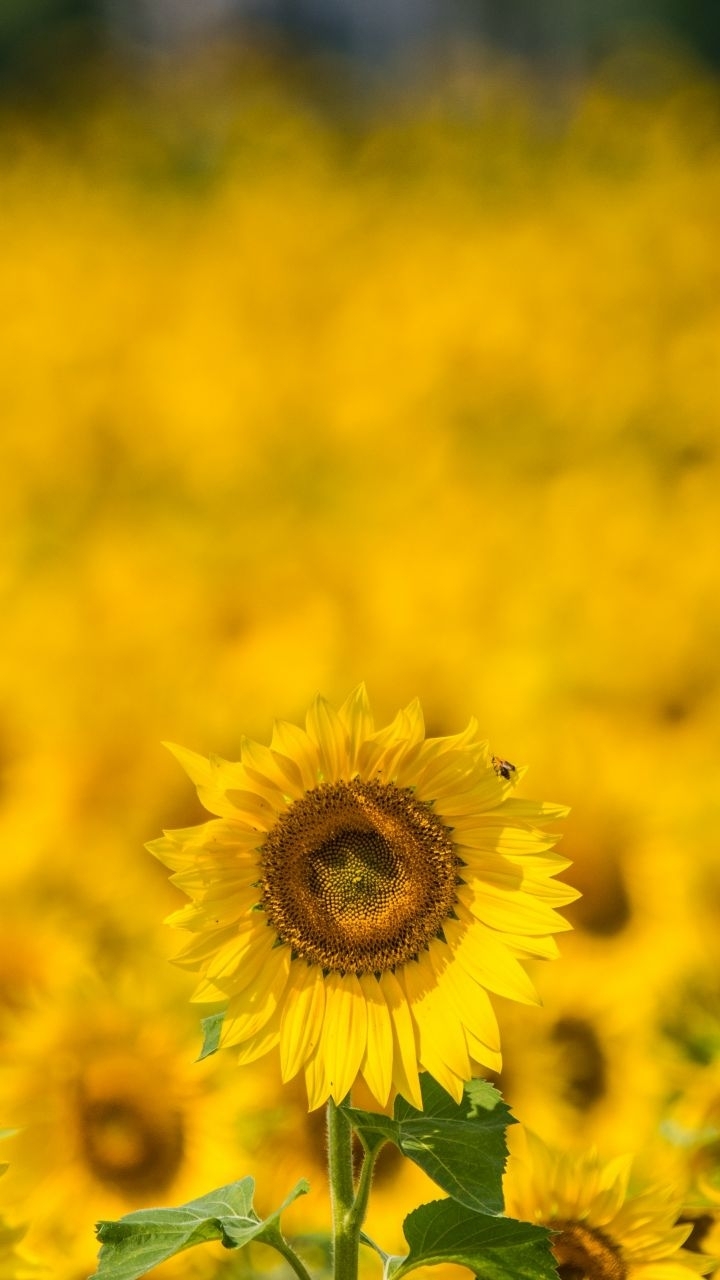 yellow sunflower