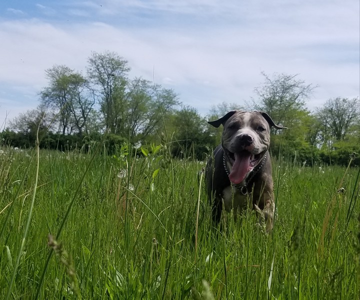 Pumba