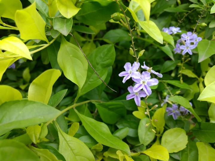 simple flowers