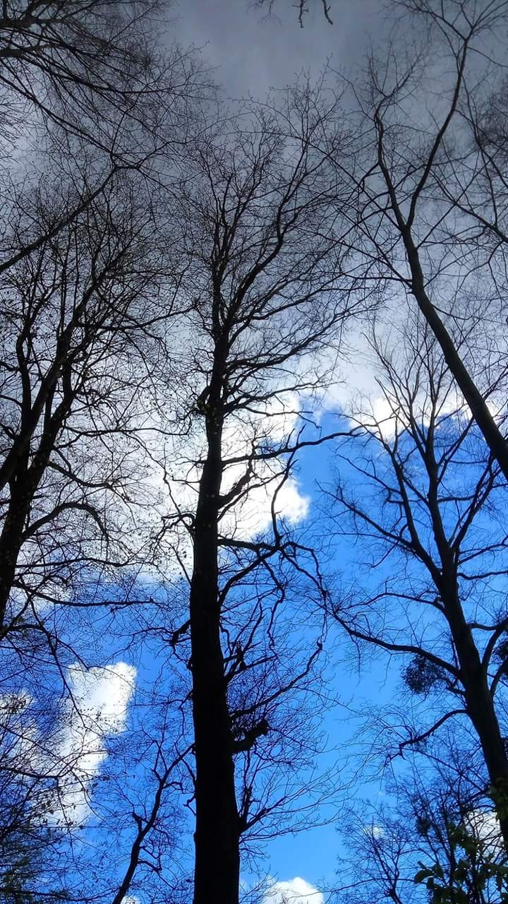 Trees in the forest / Czech republic