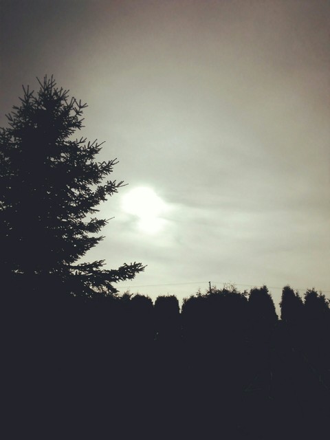 sun in garden