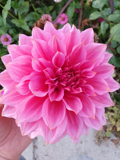 pink, dahlia wallpapers