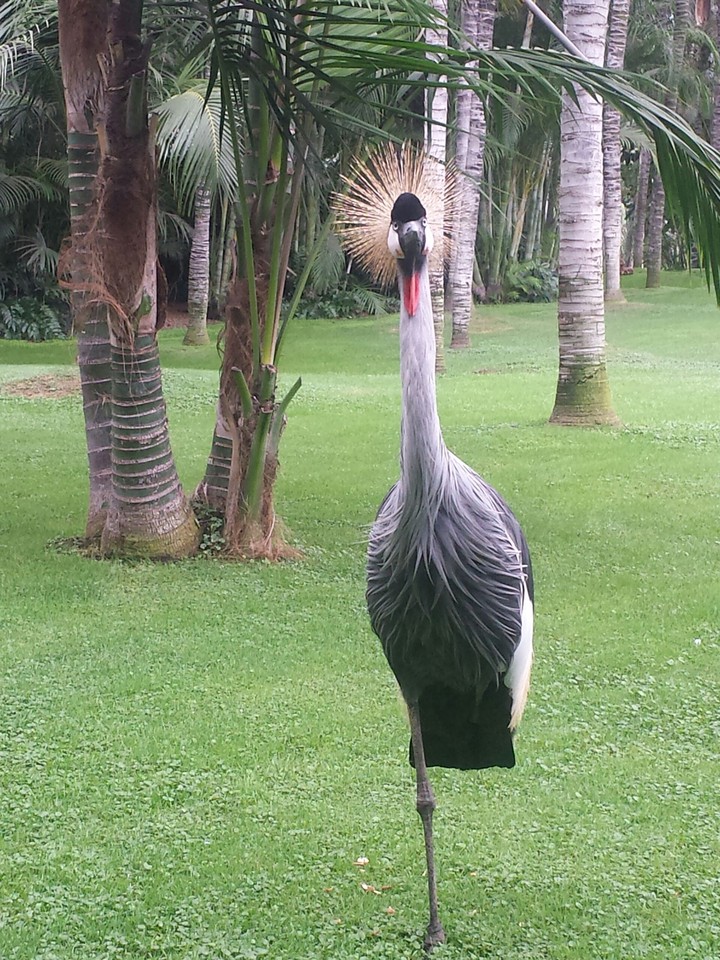 Bird
