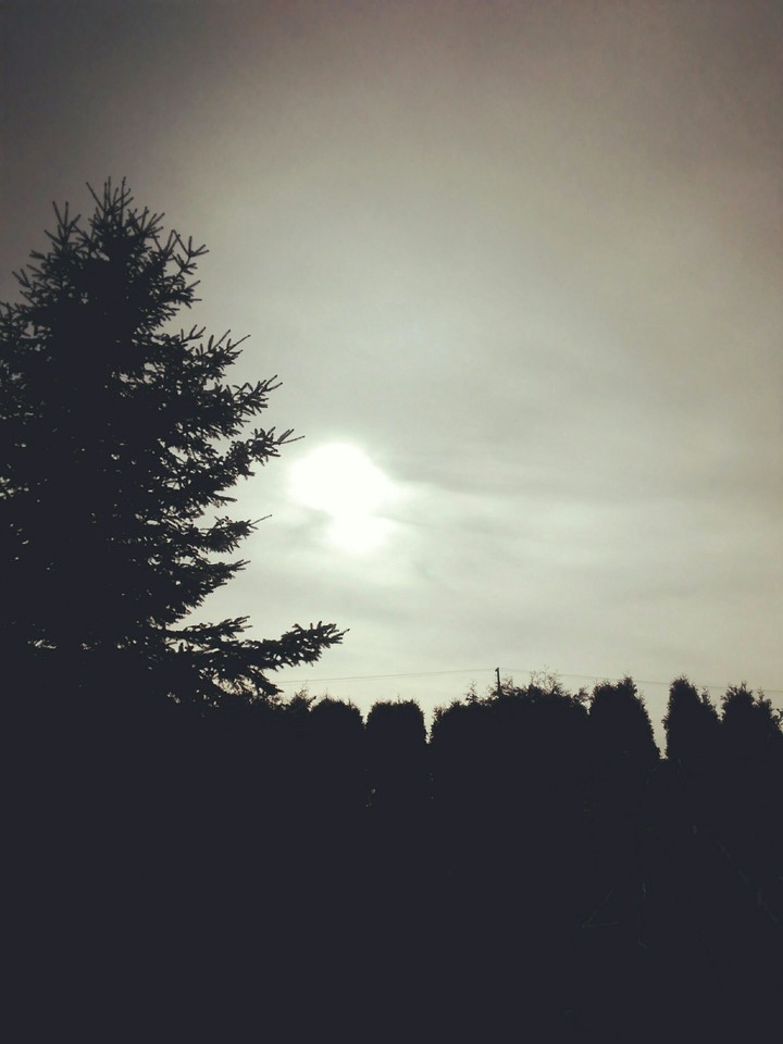 sun in garden