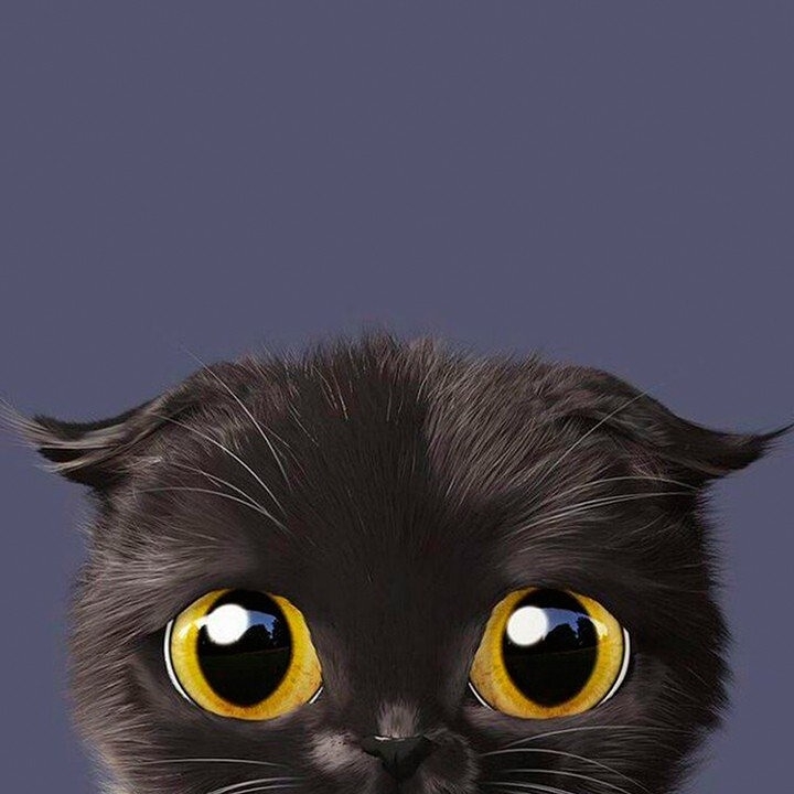 котейка
