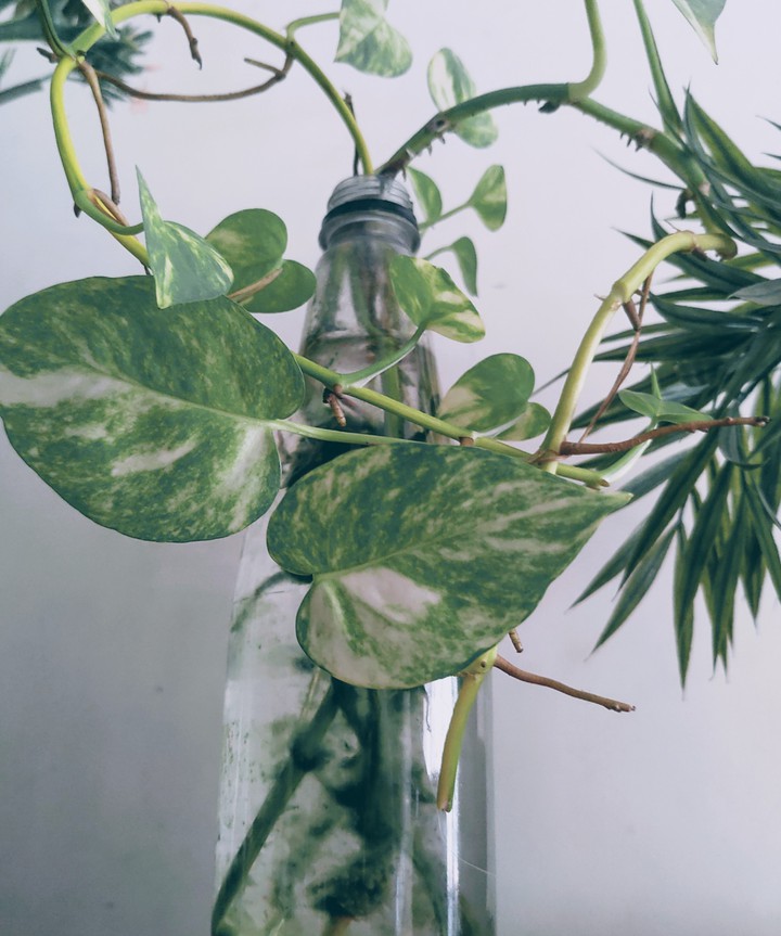 Plants in a bottle