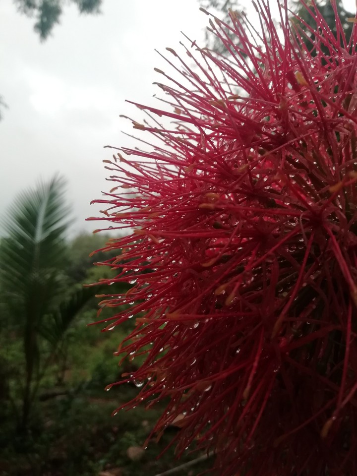 flower