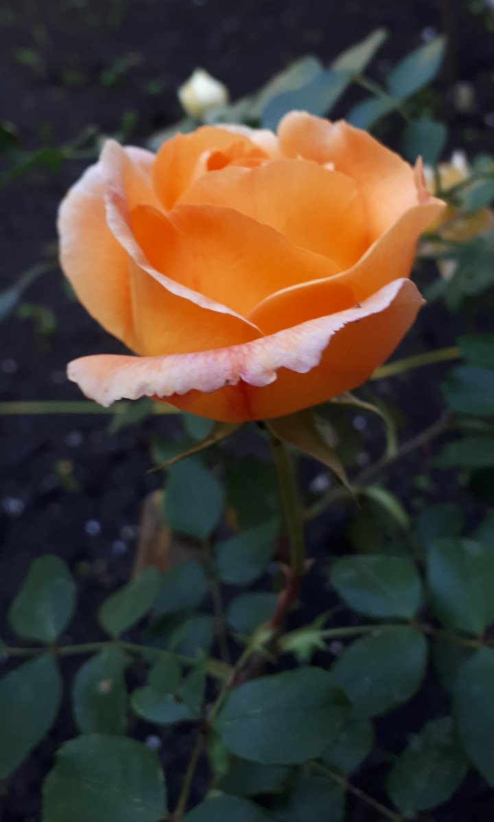 An Orange Rose