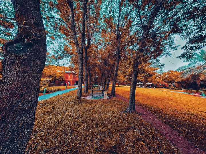 garden