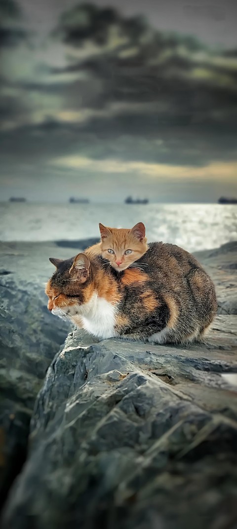ταπετσαρίες cloud, cat