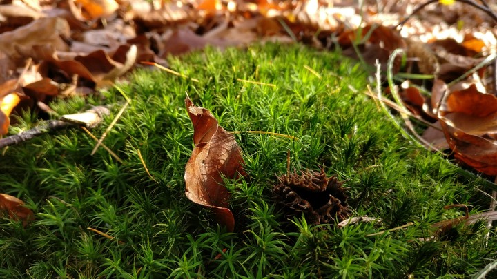 moss