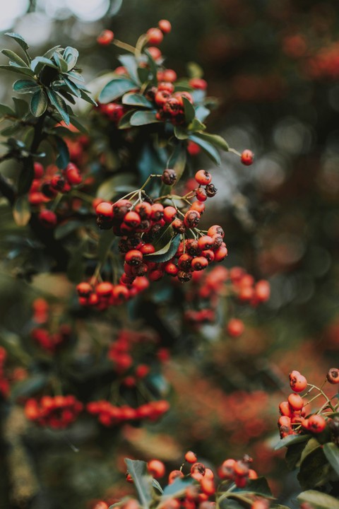 rowan, produce háttérképek