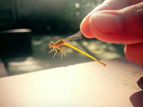 Insect