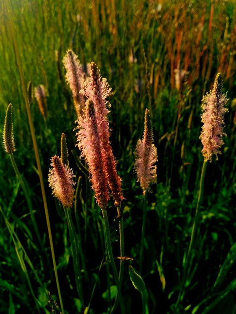 fluffy flowers