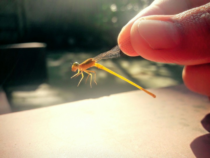 Insect