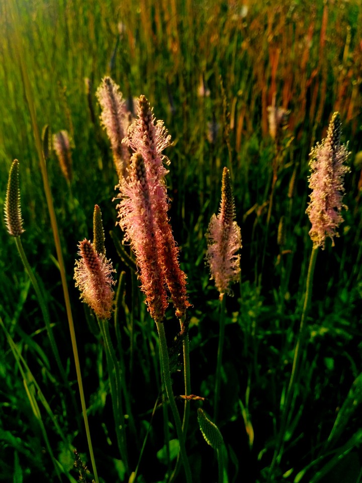 fluffy flowers