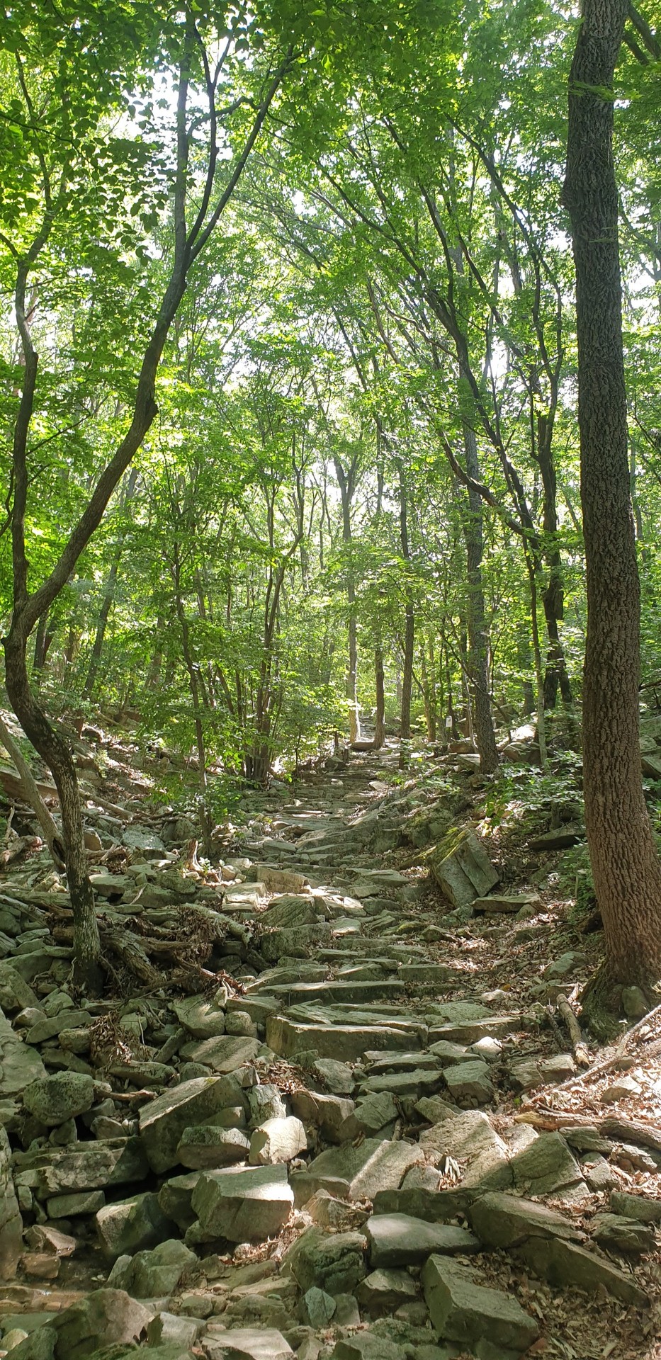 sfondi Wilderness, jungle