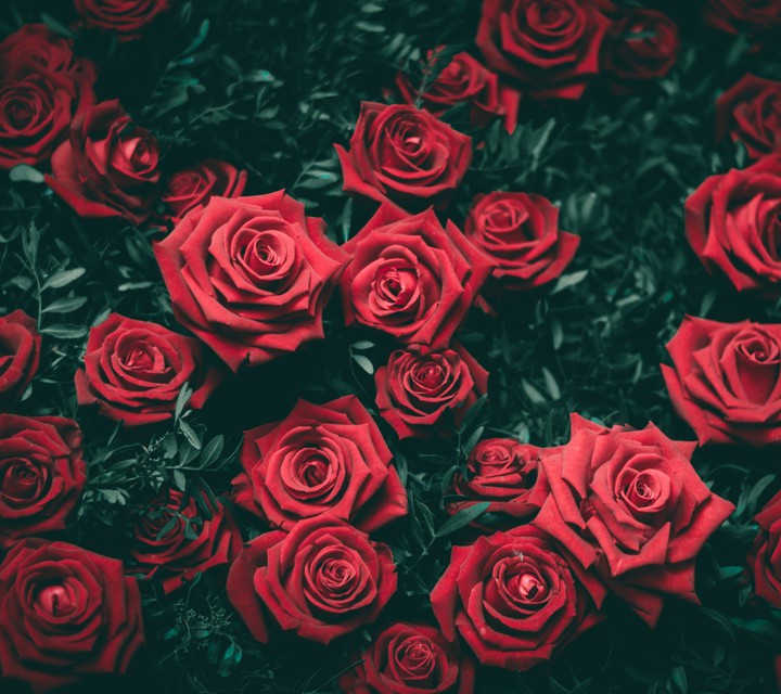 red flowers