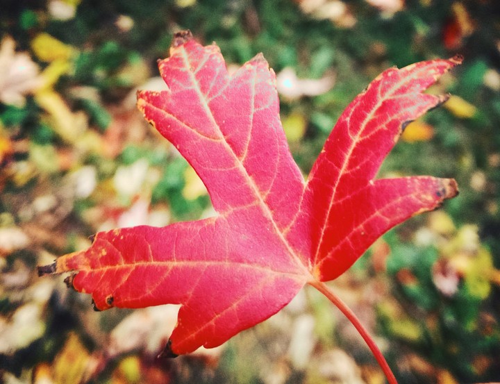 the Autum is here.