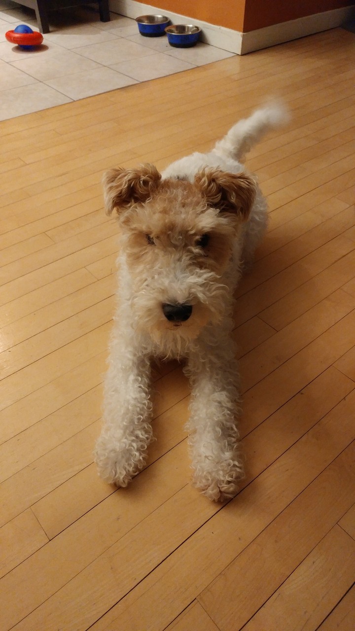 Wilson