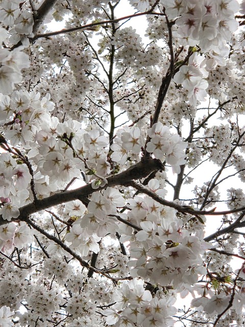 twig, 白色桌布