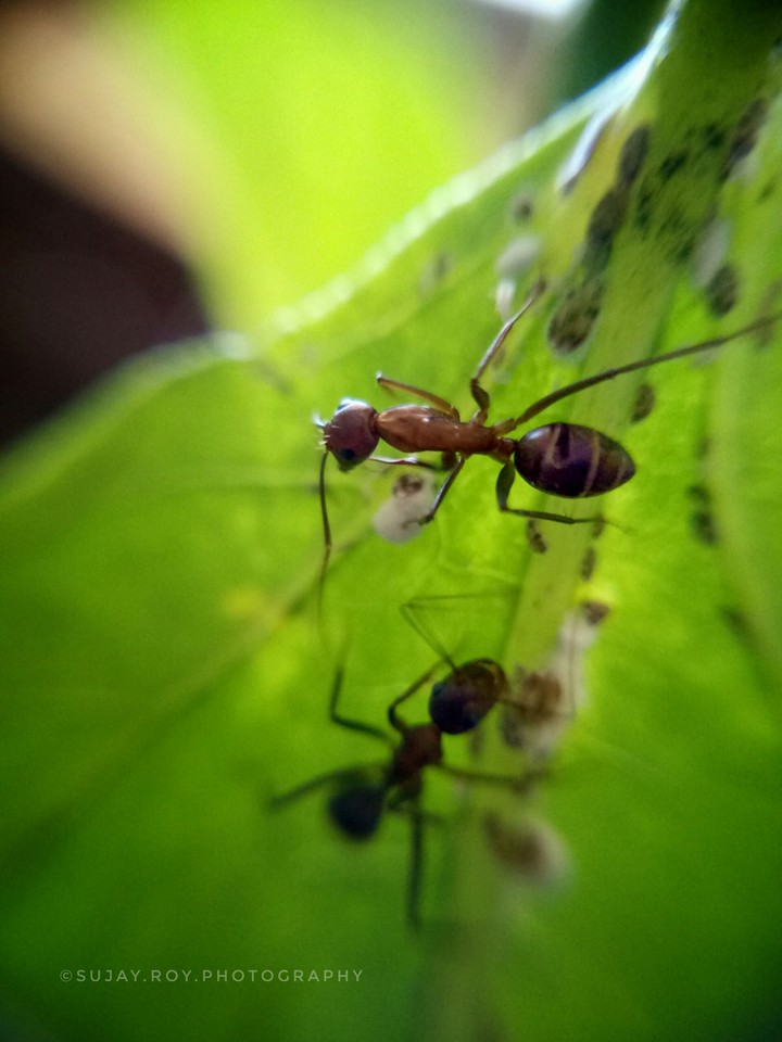 the ant