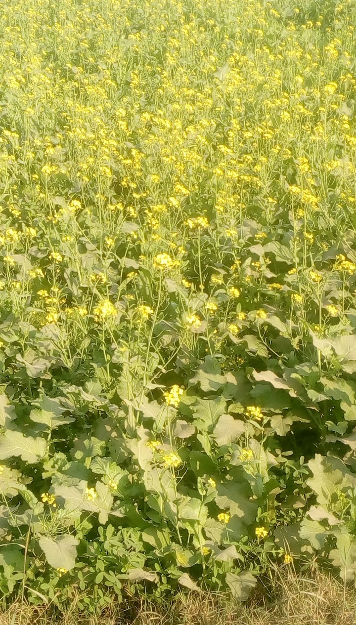fields