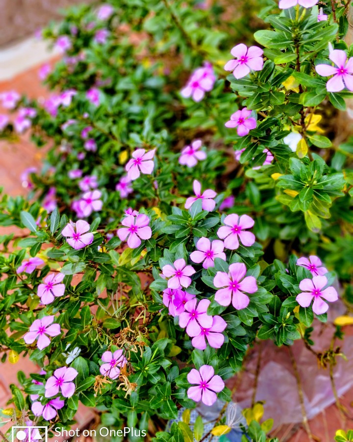 Blooming Flowers