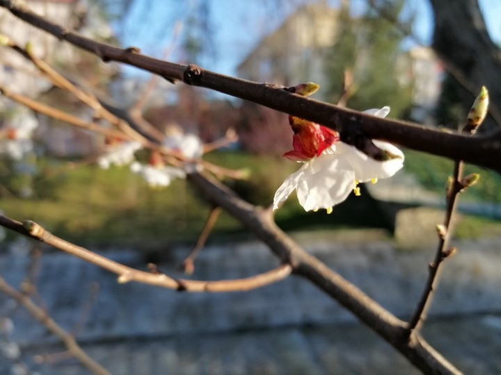 spring