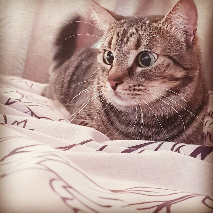 Cat Curiosity