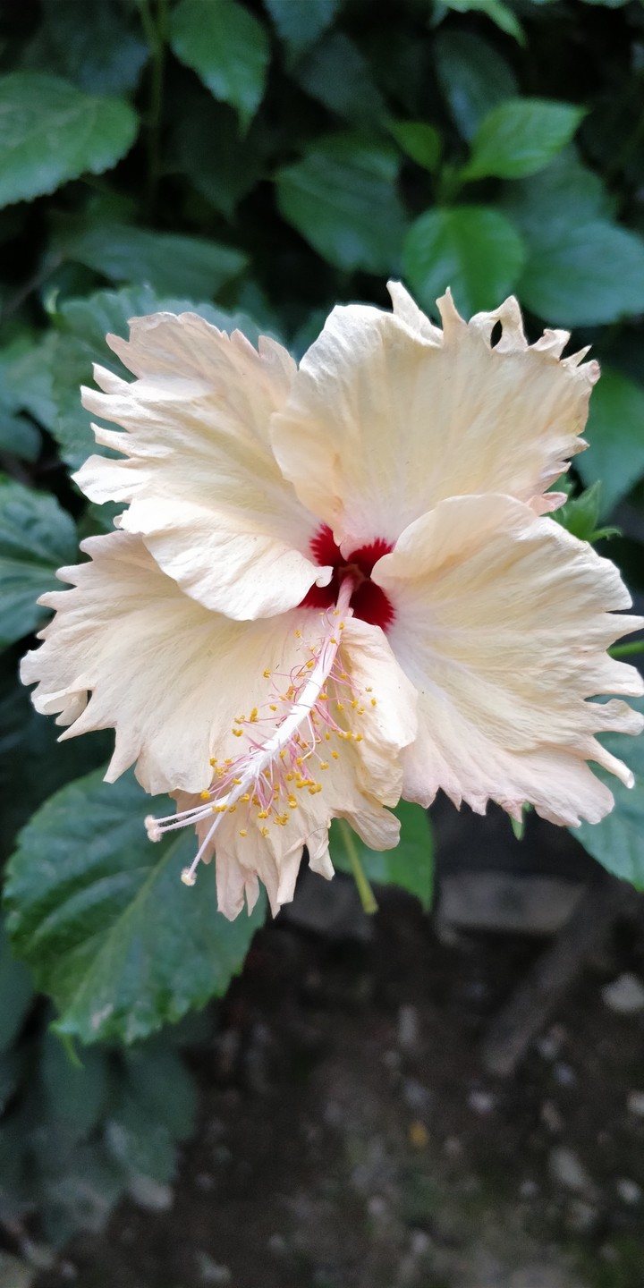 white hibiscus