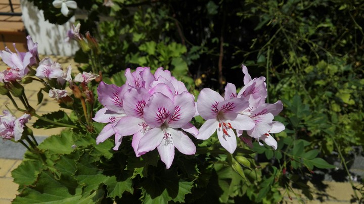 Spring