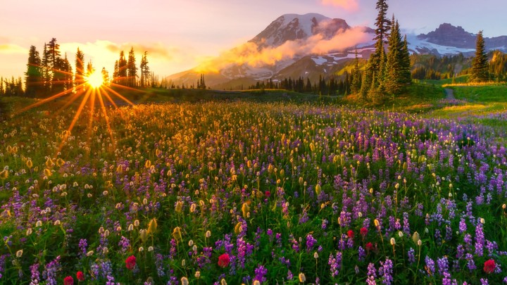 Landscape - Flower